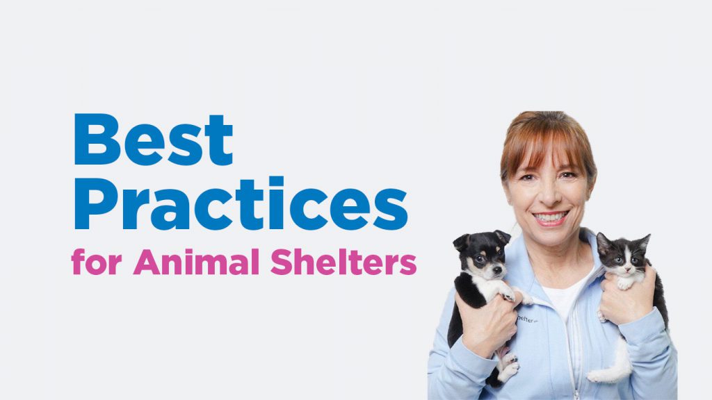 Webinar Best Practices for Animal Shelters 2021 and Beyond Rescue